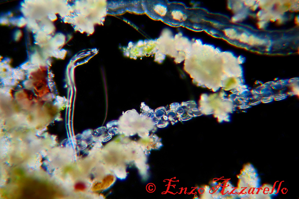 Disposizione che non avevo mai visto. Di cosa si tratta?