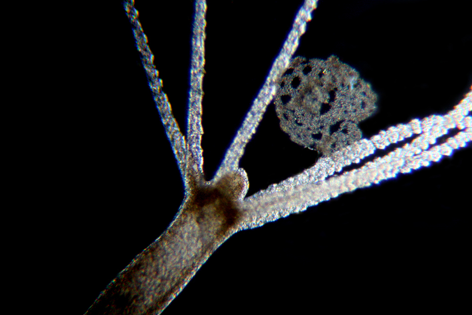 Hydra sp