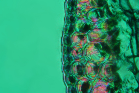 fusto di pino - sezione trasversale - luce polarizzata