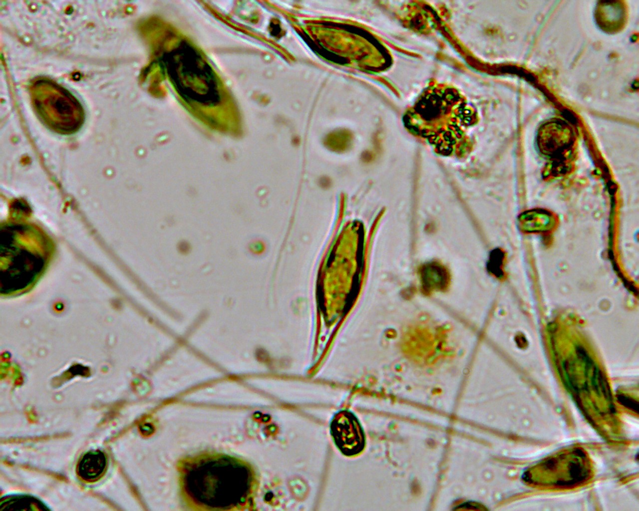 Moticam 1000 qualche foto senza illuminazione obliqua