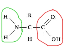 (6)MACROMOLECOLE(PARTE3):glucidi,proteine,lipidi,ac.nucleici