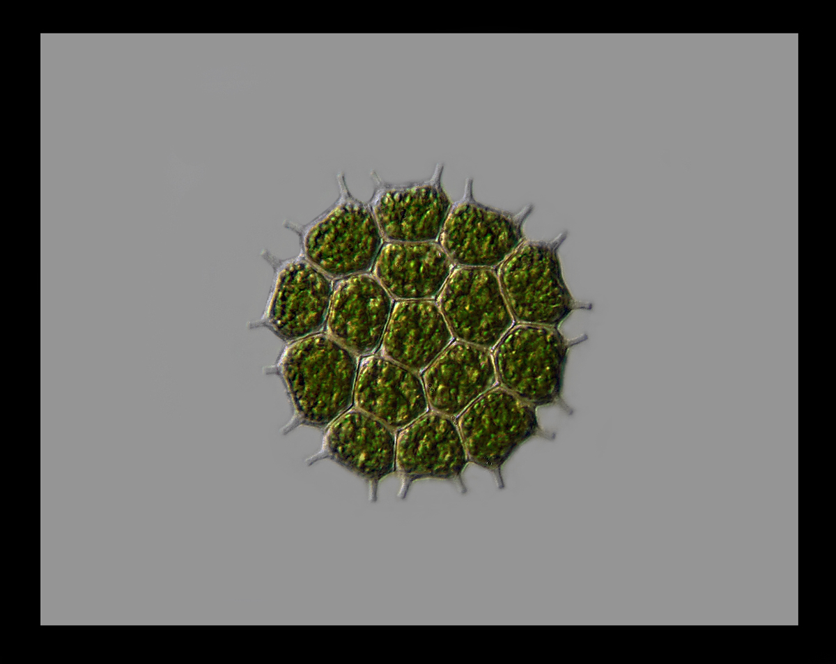 Pediastrum