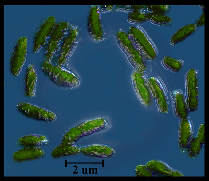 Batteri 1000X - piccola prova