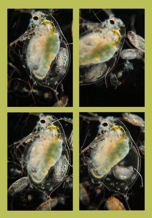 Daphnia, Keratelle, Bosmina