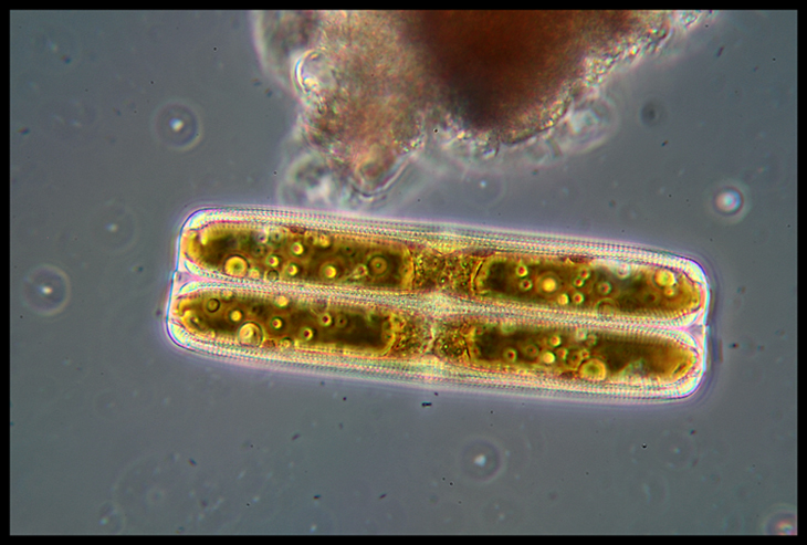 Diatomea - terza foto per Escocat