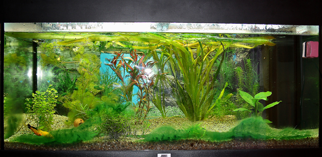 Problemino con acquario