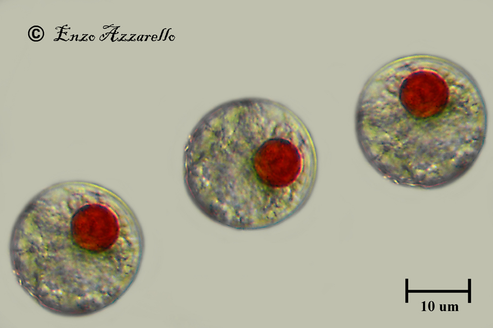 Haematococcus pluvialis - 1000X - tentando un''obliqua