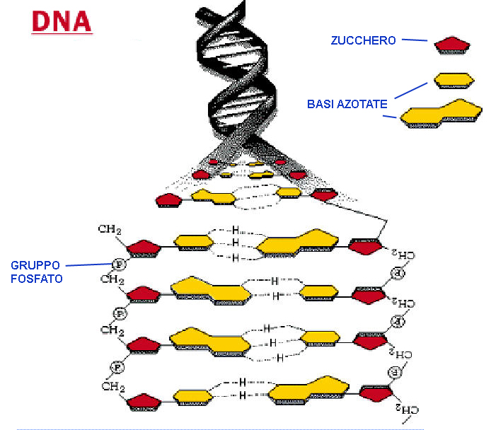 MACROMOLECOLE(PARTE7):glucidi,proteine,lipidi,ac.nucleici