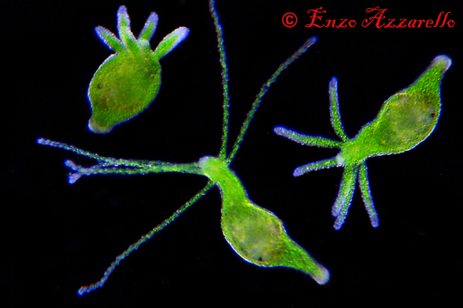 Hydra viridis