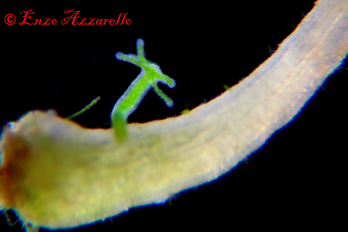 Hydra viridis - parte 2 - altre foto