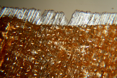 Epidermide di cipolla in luce polarizzata