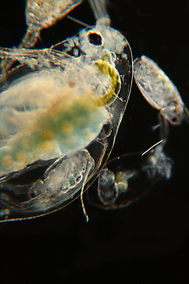 Daphnia, Keratelle, Bosmina