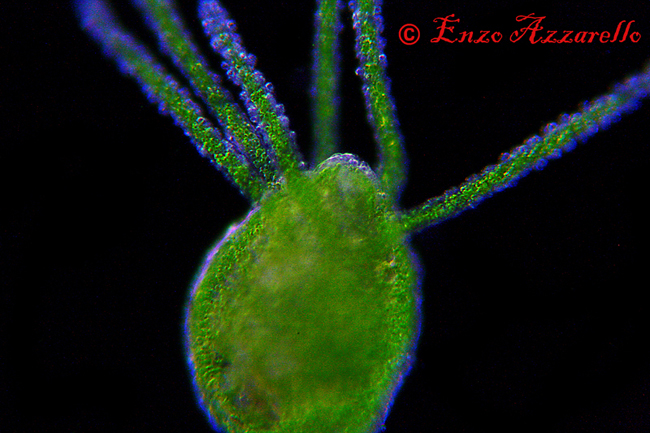 Hydra viridis