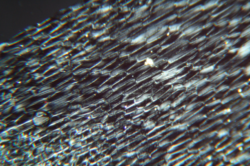 Epidermide di cipolla in luce polarizzata