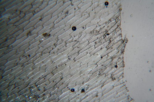 Epidermide di cipolla in luce polarizzata