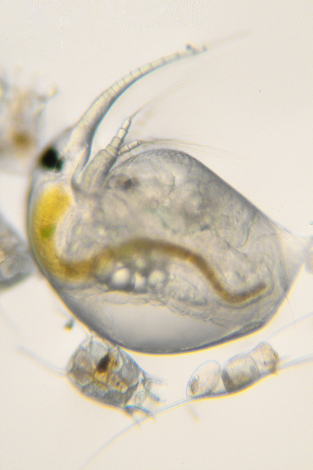 Daphnia, Keratelle, Bosmina