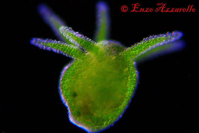 Hydra viridis