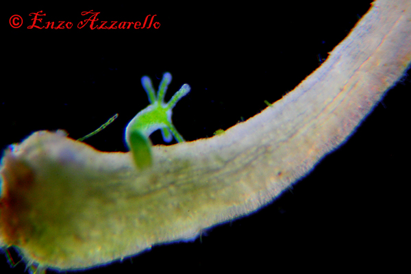 Hydra viridis - parte 2 - altre foto