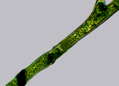 Grazie a nicotinammide