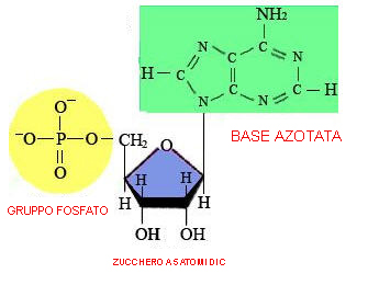 MACROMOLECOLE(PARTE6):glucidi,proteine,lipidi,ac.nucleici