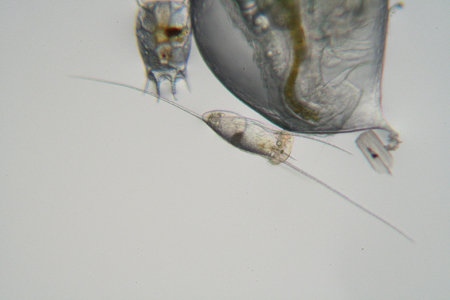 Daphnia, Keratelle, Bosmina