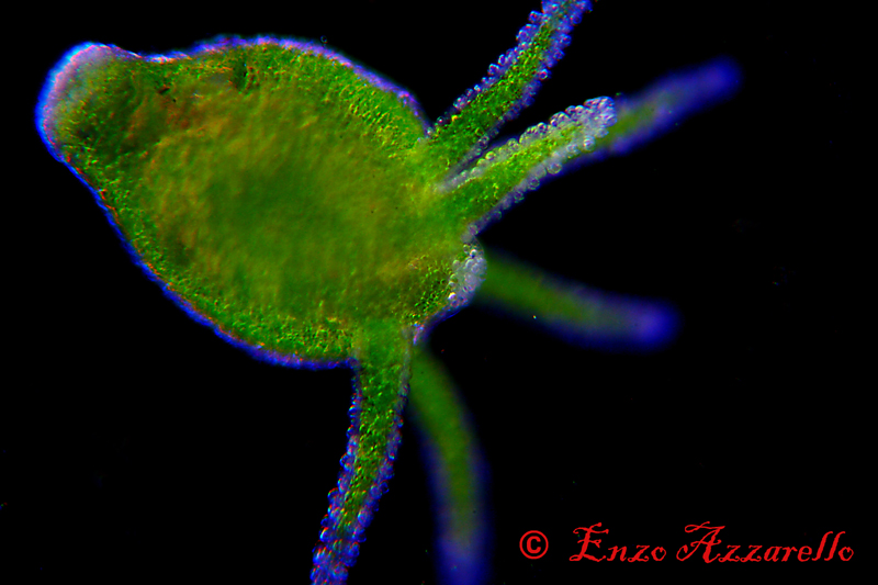 Hydra viridis