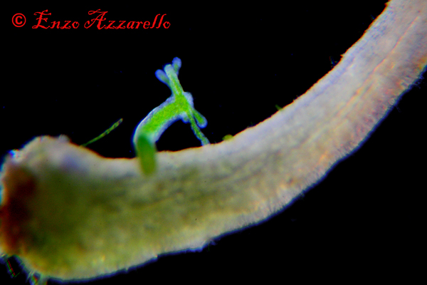 Hydra viridis - parte 2 - altre foto