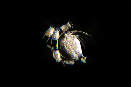 Daphnia, Keratelle, Bosmina