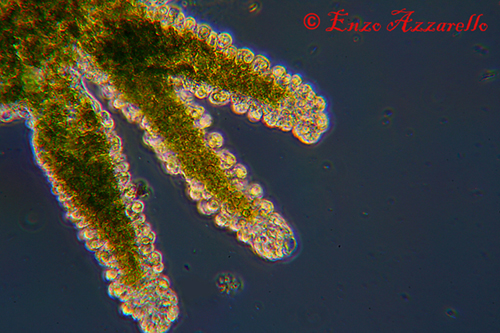 Hydra viridis