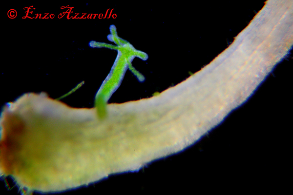Hydra viridis - parte 2 - altre foto