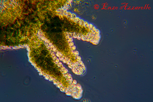 Hydra viridis