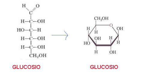 (4)MACROMOLECOLE(PARTE1):glucidi,proteine,lipidi,ac.nucleici