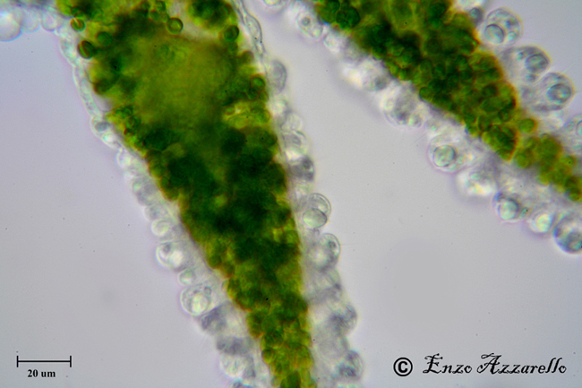 Hydra viridis