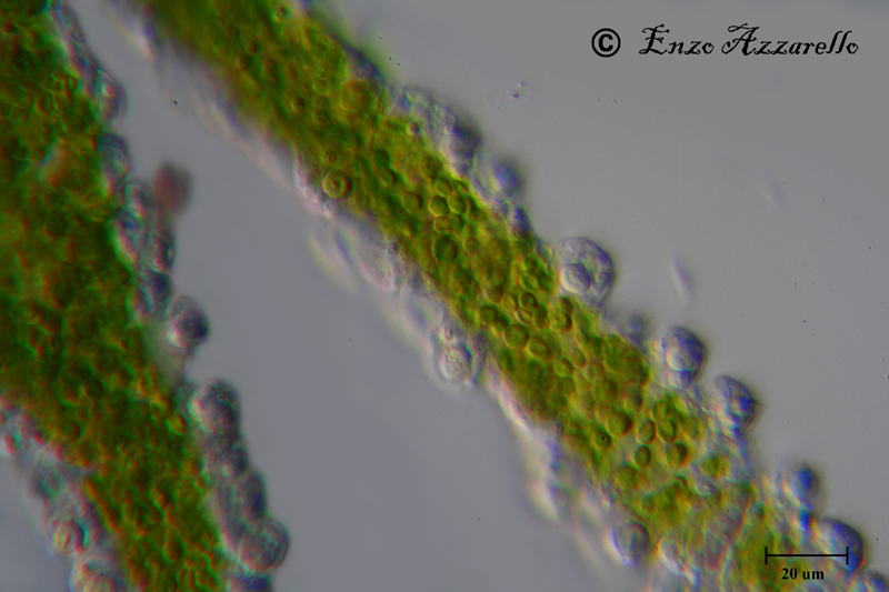 Hydra viridis