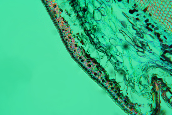 fusto di pino - sezione trasversale - luce polarizzata