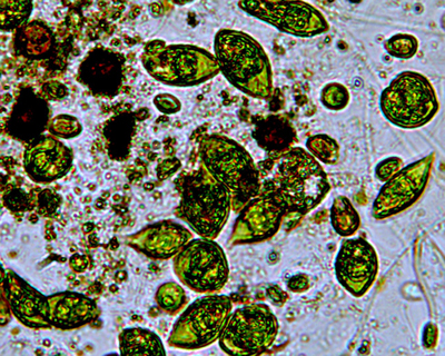 Moticam 1000 qualche foto senza illuminazione obliqua