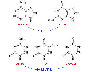 (8)MACROMOLECOLE(PARTE5):glucidi,proteine,lipidi,ac.nucleici