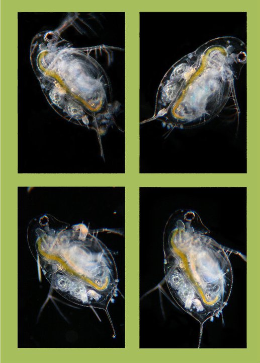 Daphnia, Keratelle, Bosmina
