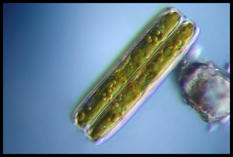 Diatomea - terza foto per Escocat