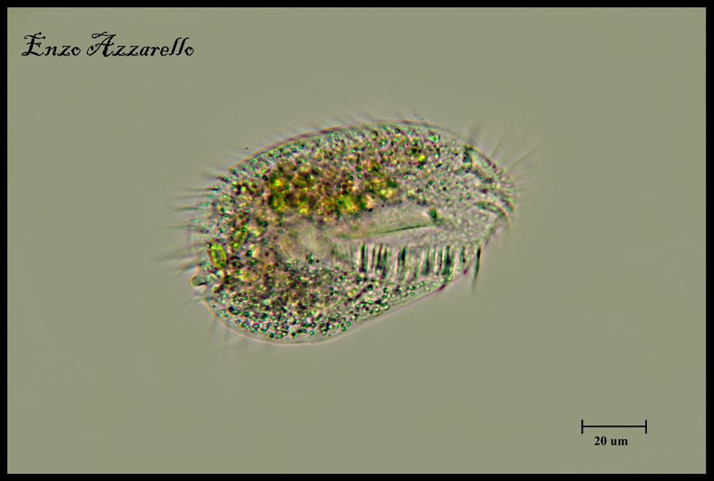 Identificazione ciliato