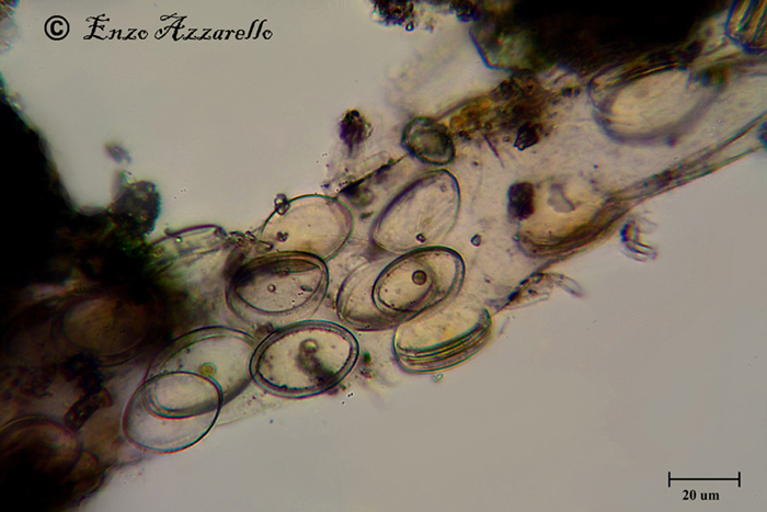 Disposizione che non avevo mai visto. Di cosa si tratta?