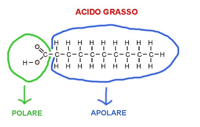 MACROMOLECOLE(PARTE8):glucidi,proteine,lipidi,ac.nucleici
