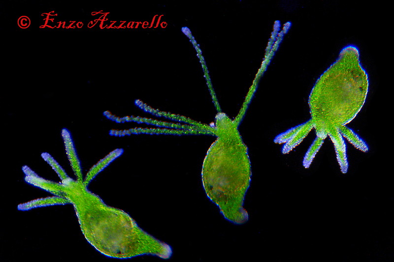 Hydra viridis