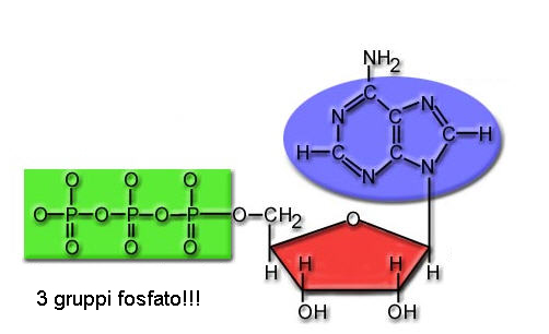 MACROMOLECOLE(PARTE6):glucidi,proteine,lipidi,ac.nucleici