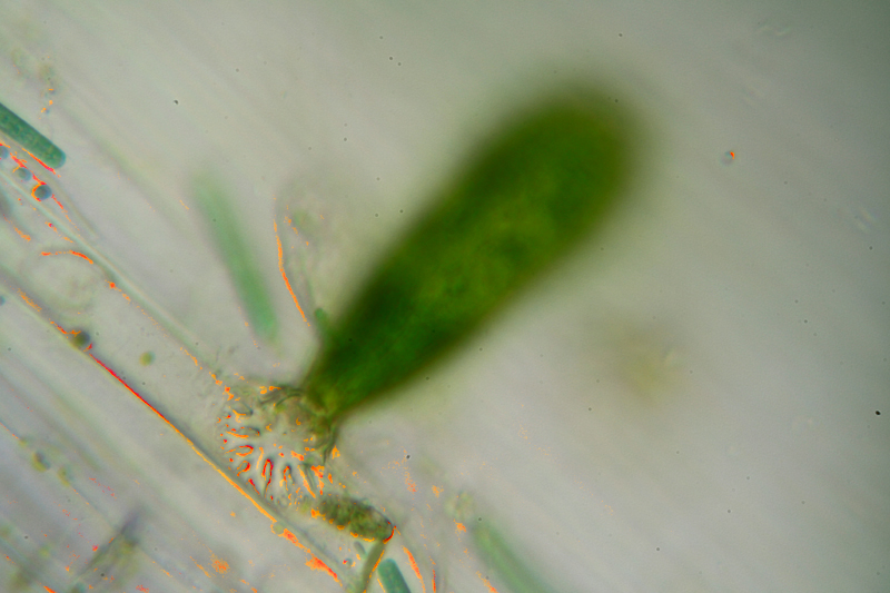 Alga su pianta acquatica - Genere Characium?