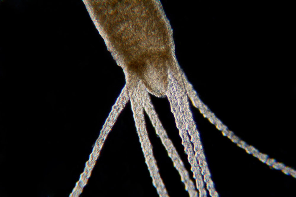Hydra sp