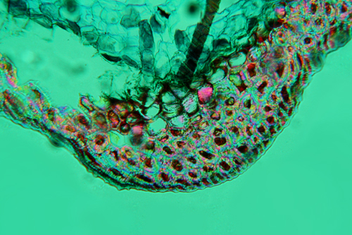 fusto di pino - sezione trasversale - luce polarizzata