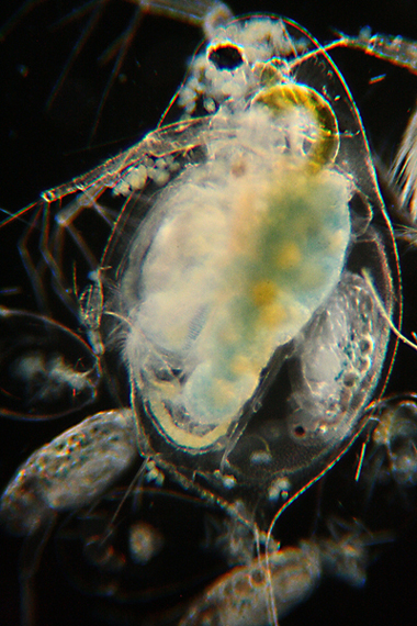 Daphnia, Keratelle, Bosmina