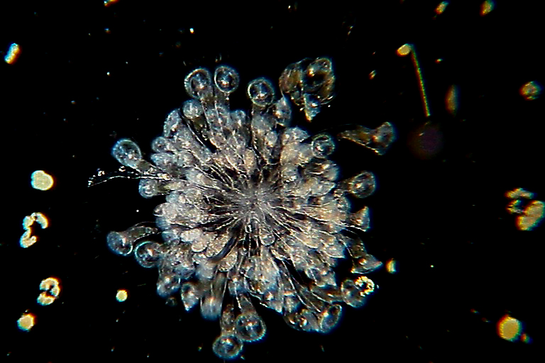 Rotiferi - foto e video - che Genere e specie?