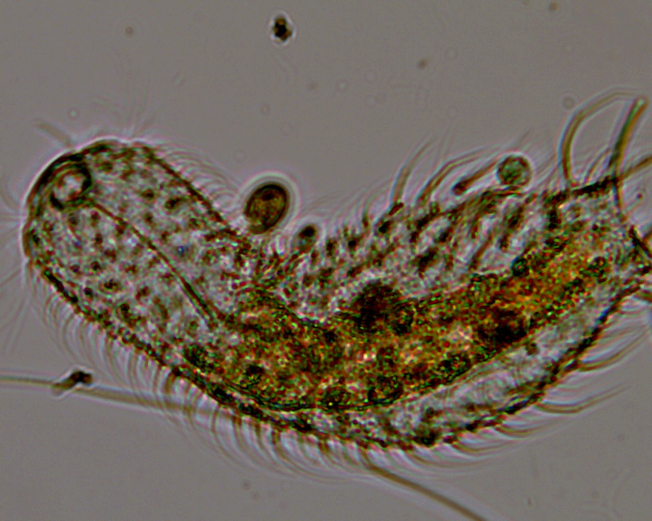 Moticam 1000 qualche foto senza illuminazione obliqua